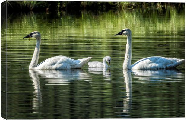 Family of Swans, No. 2 Canvas Print by Belinda Greb