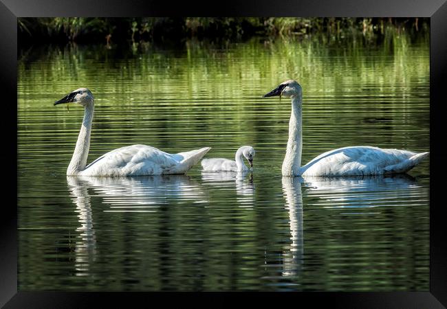 Family of Swans, No. 2 Framed Print by Belinda Greb