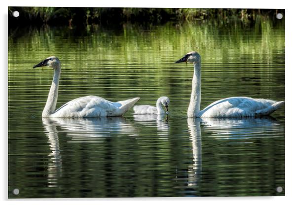 Family of Swans, No. 2 Acrylic by Belinda Greb