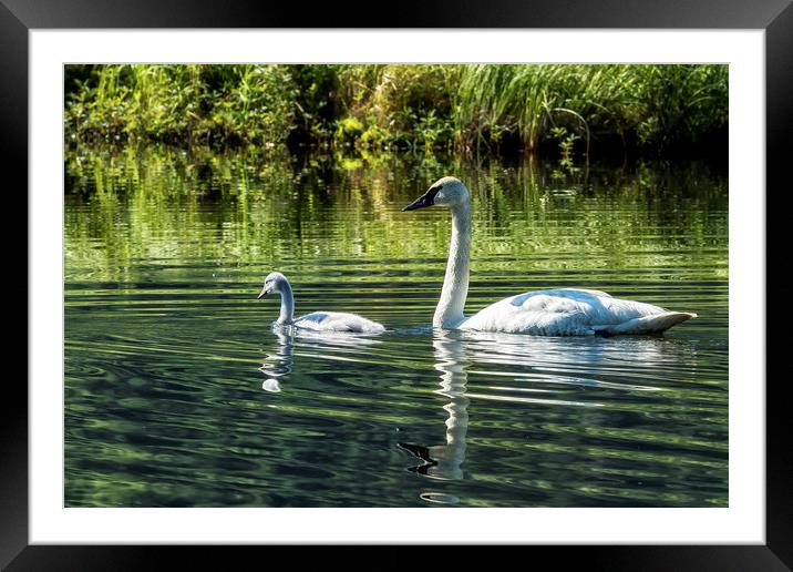 Cygnet with Father Framed Mounted Print by Belinda Greb