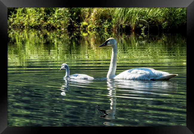 Cygnet with Father Framed Print by Belinda Greb