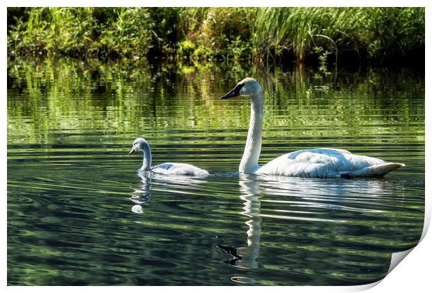 Cygnet with Father Print by Belinda Greb