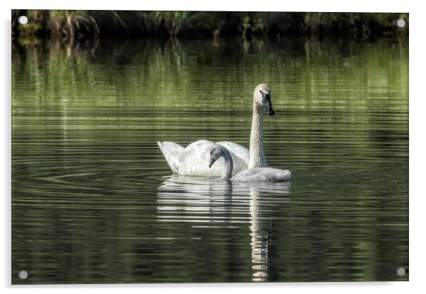 Swan with Cygnet Acrylic by Belinda Greb