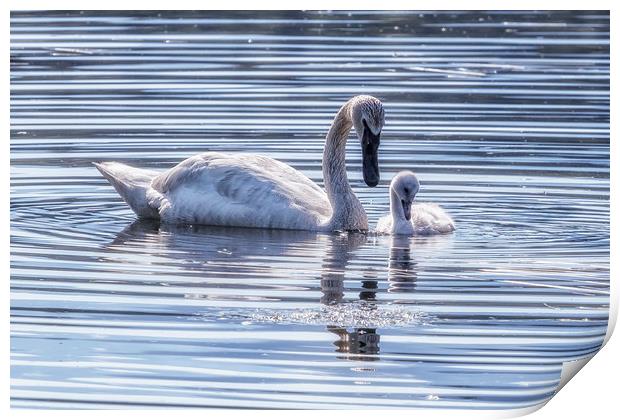 Cygnet with Mother Print by Belinda Greb
