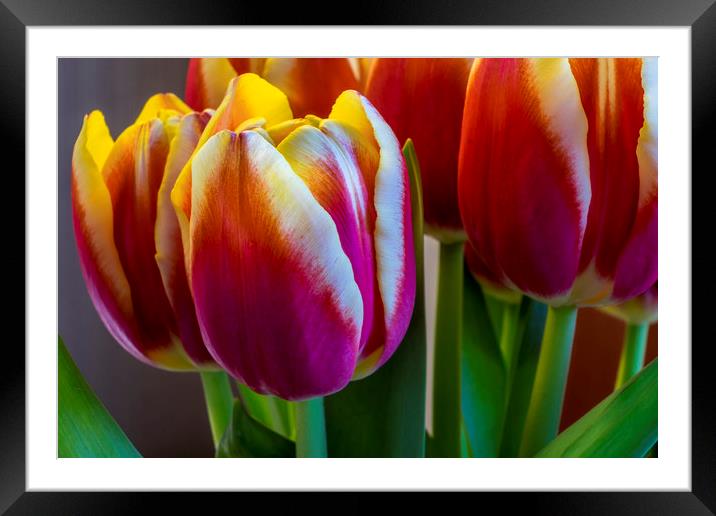 Tulip flowers Framed Mounted Print by Tony Bates