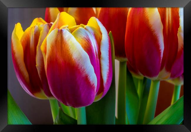 Tulip flowers Framed Print by Tony Bates