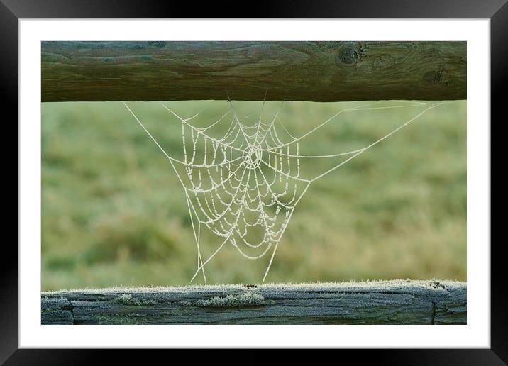 Frosty Web Framed Mounted Print by John Iddles