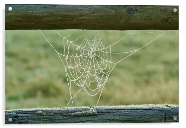 Frosty Web Acrylic by John Iddles
