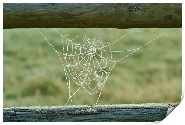 Frosty Web Print by John Iddles
