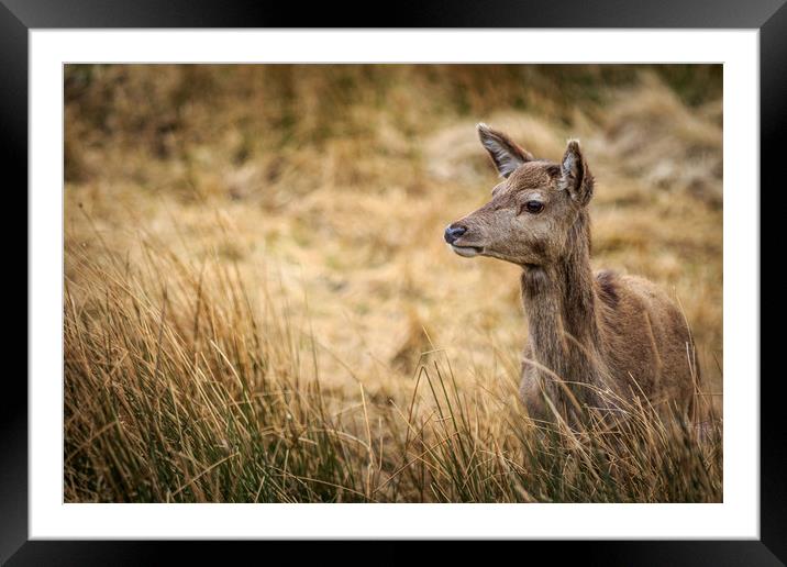 Red Deer              Framed Mounted Print by chris smith
