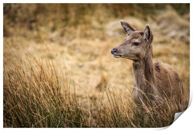 Red Deer              Print by chris smith