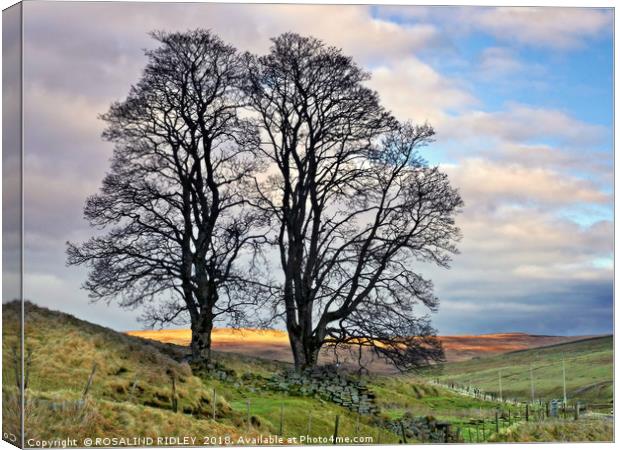 "Evening light on trees at Redburn Common" Canvas Print by ROS RIDLEY