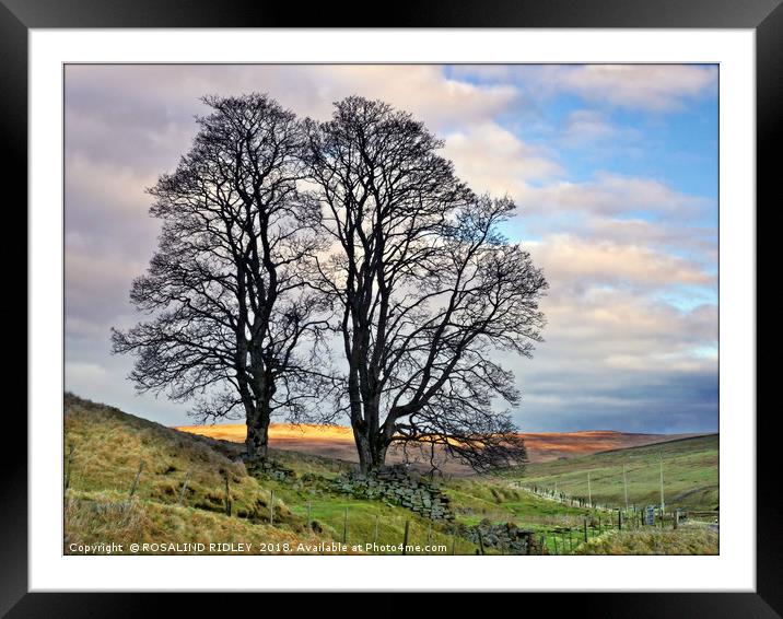 "Evening light on trees at Redburn Common" Framed Mounted Print by ROS RIDLEY
