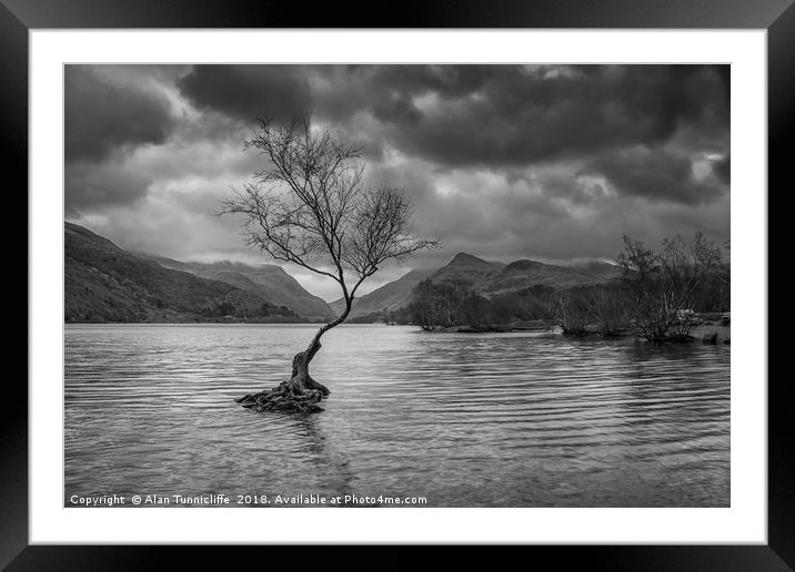 The lone tree in mono Framed Mounted Print by Alan Tunnicliffe