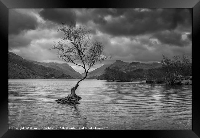 The lone tree in mono Framed Print by Alan Tunnicliffe
