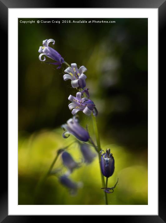 Bluebells in the morning  Framed Mounted Print by Ciaran Craig