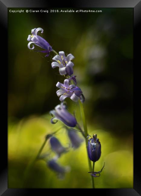 Bluebells in the morning  Framed Print by Ciaran Craig