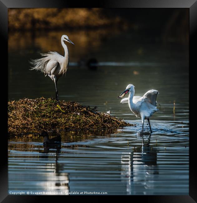 Egret with fish in mouth Framed Print by Swapan Banik