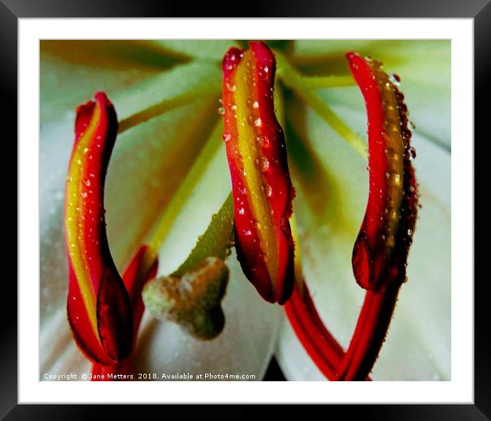    White Lily Close Up                             Framed Mounted Print by Jane Metters
