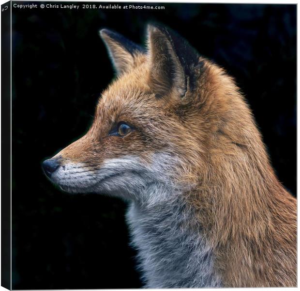 Le Renard Rouge - The Red Fox. Canvas Print by Chris Langley
