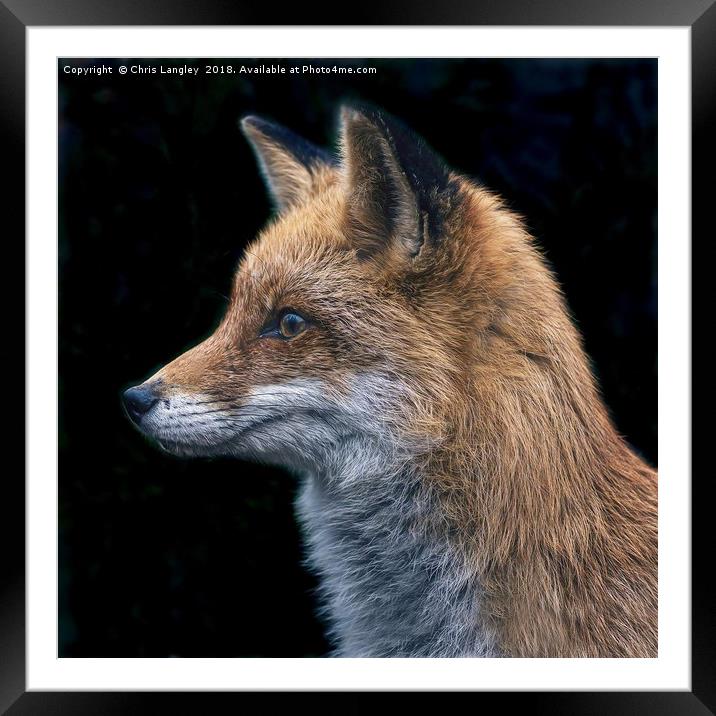 Le Renard Rouge - The Red Fox. Framed Mounted Print by Chris Langley