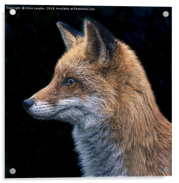 Le Renard Rouge - The Red Fox. Acrylic by Chris Langley
