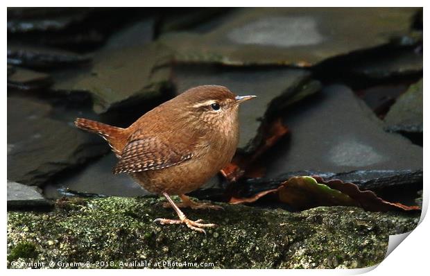 Wren Print by Graeme B