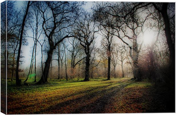 Trees and Shadows Canvas Print by Karen Martin