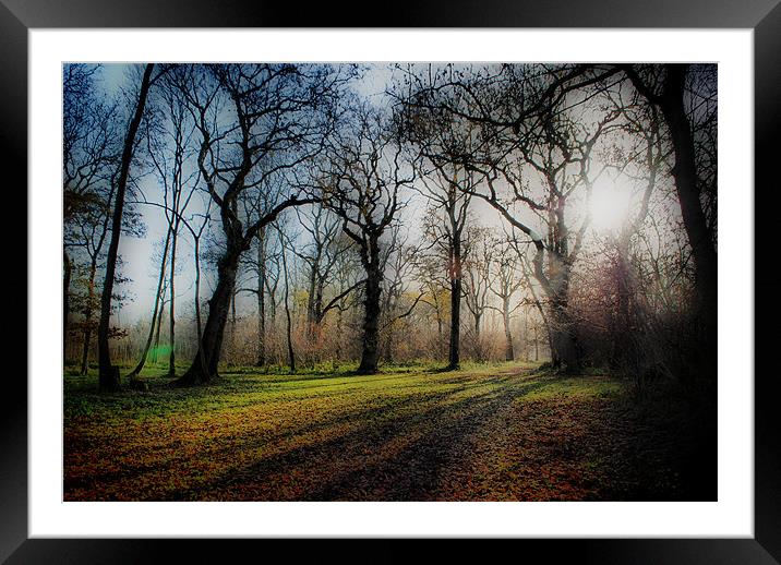 Trees and Shadows Framed Mounted Print by Karen Martin