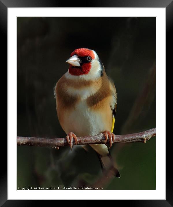 Goldfinch In The Shadows Framed Mounted Print by Graeme B