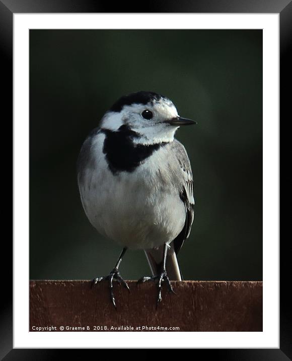 Pied Wagtail Framed Mounted Print by Graeme B