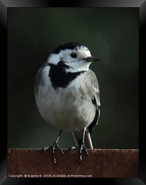 Pied Wagtail Framed Print by Graeme B