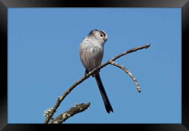 Long-tailed Tit on twig                            Framed Print by John Iddles