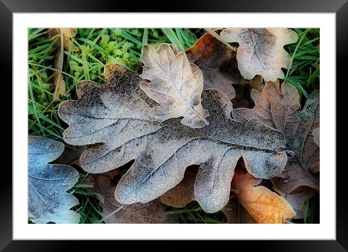 Oak Leaves Framed Mounted Print by Karen Martin