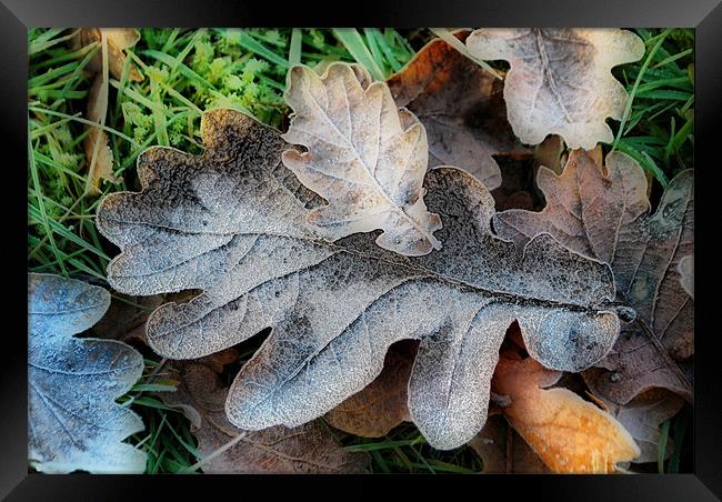 Oak Leaves Framed Print by Karen Martin