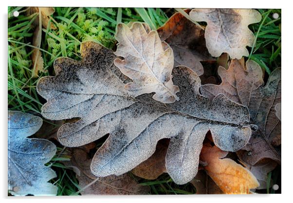 Oak Leaves Acrylic by Karen Martin