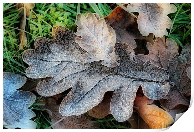 Oak Leaves Print by Karen Martin
