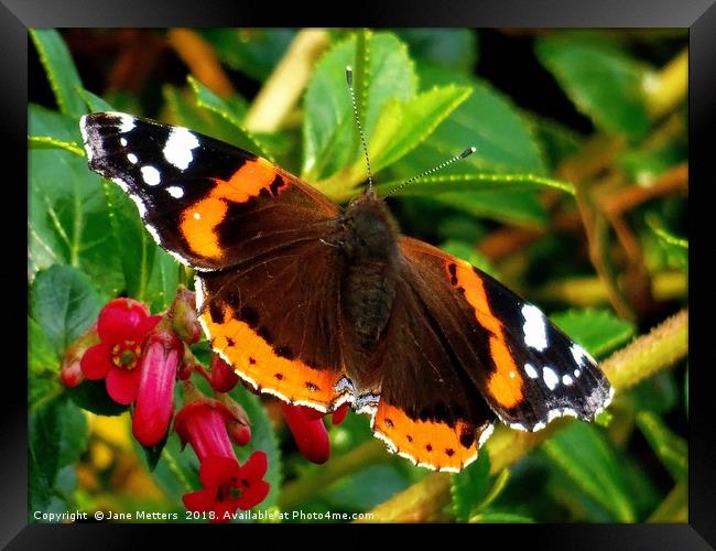           Red Admiral Butterfly                    Framed Print by Jane Metters