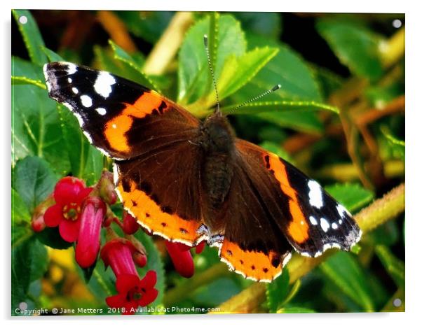           Red Admiral Butterfly                    Acrylic by Jane Metters