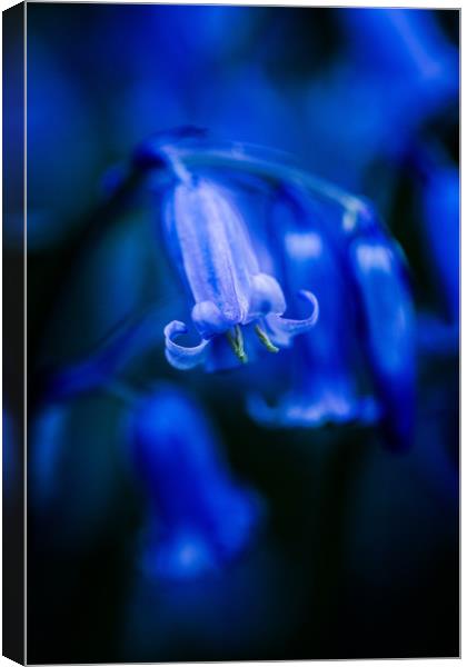 Bluebell close-up 3 Canvas Print by Maggie McCall