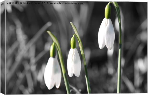 Snowdrop flowers Canvas Print by Andrew Heaps