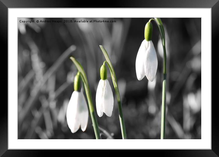 Snowdrop flowers Framed Mounted Print by Andrew Heaps