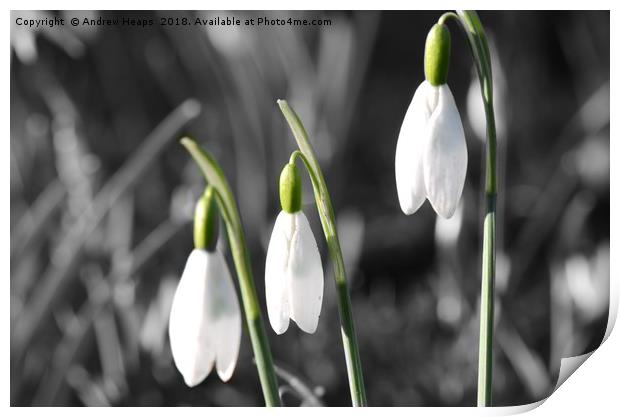 Snowdrop flowers Print by Andrew Heaps