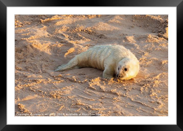 Baby newborn seal pup on the beach Framed Mounted Print by Simon Bratt LRPS