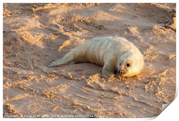 Baby newborn seal pup on the beach Print by Simon Bratt LRPS