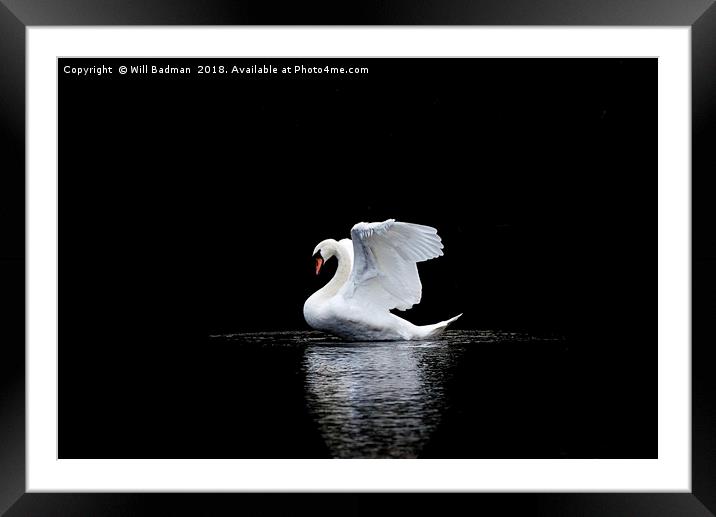 Swan stretching its wings on the lake in Yeovil Framed Mounted Print by Will Badman