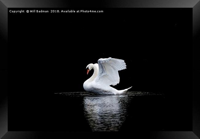 Swan stretching its wings on the lake in Yeovil Framed Print by Will Badman