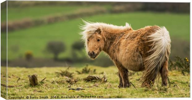 Wind swept Shetland Pony Canvas Print by Barry Smith