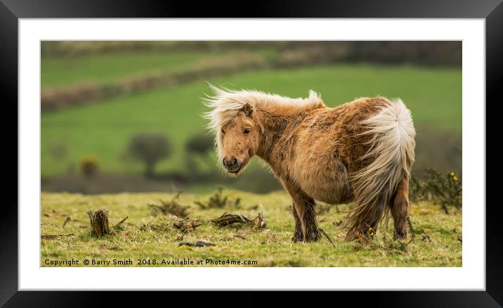 Wind swept Shetland Pony Framed Mounted Print by Barry Smith