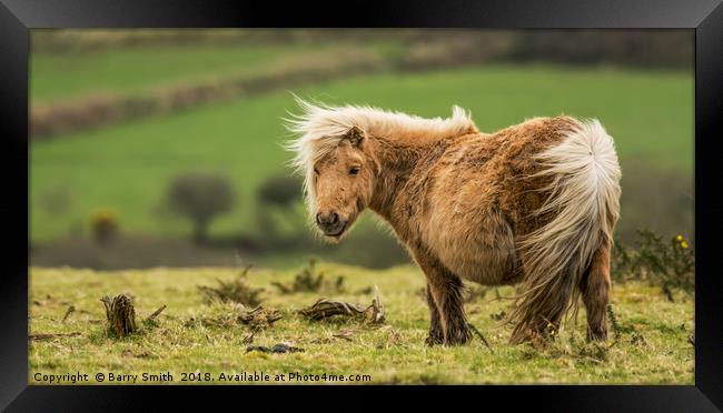 Wind swept Shetland Pony Framed Print by Barry Smith